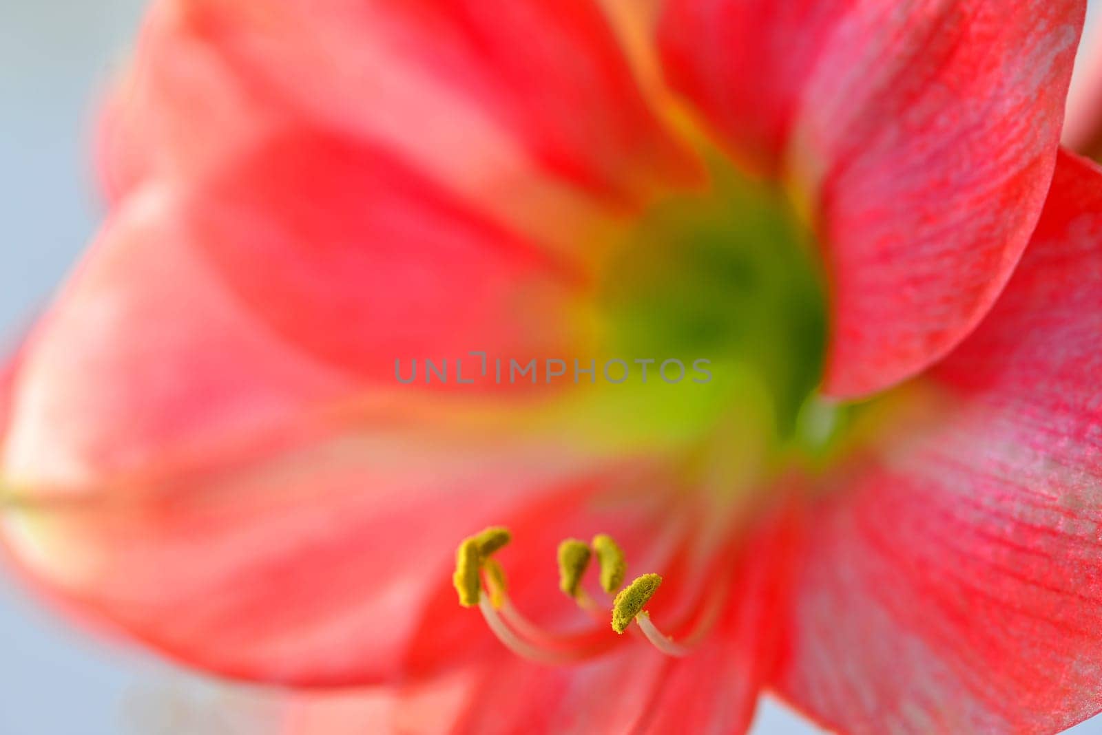 Amaryllis, flower in a closeup