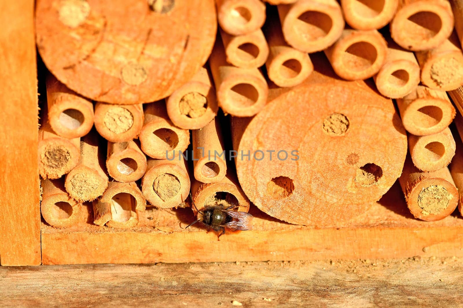 male orchid bee in spring at an insect hotel in Germany
