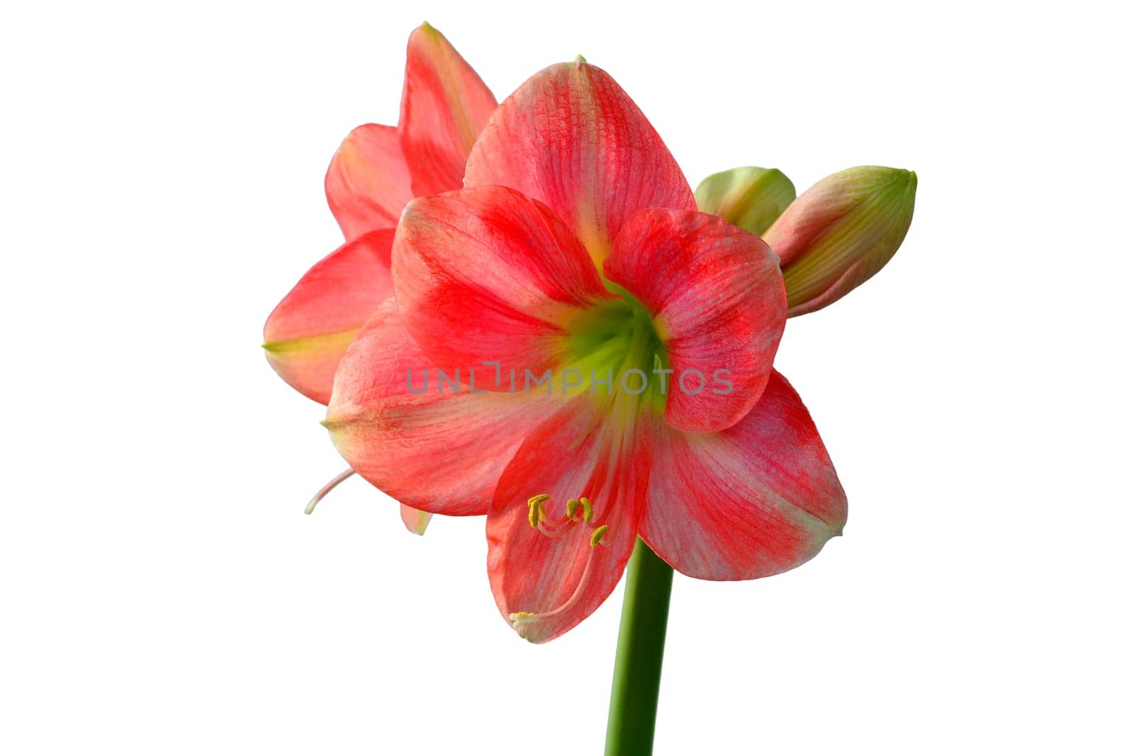 Amaryllis, flower in a closeup