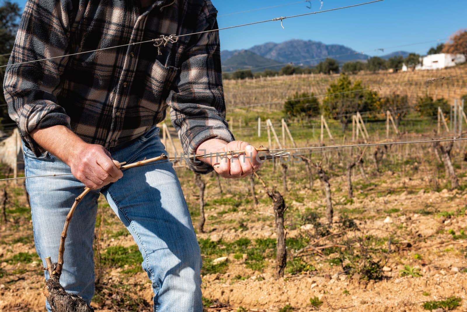 Close-up of a winegrower hand. Tying the new branch to the iron wire after pruning. Traditional agriculture. Winter pruning, Guyot method.