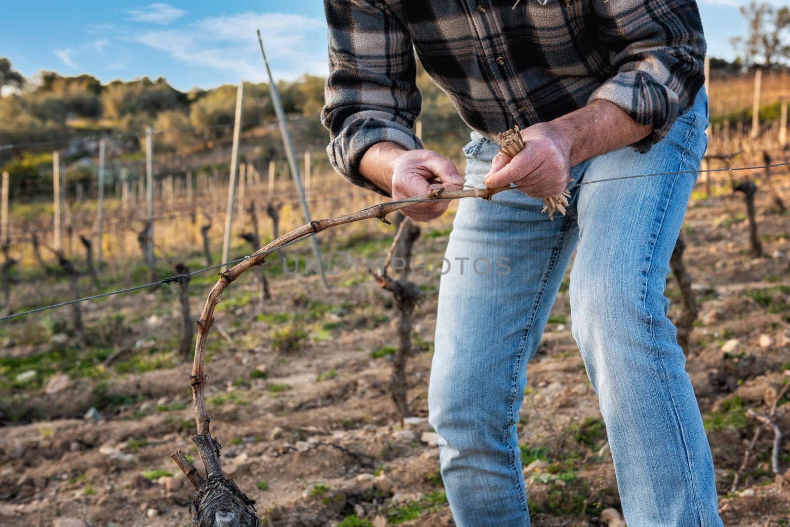 Close-up of a winegrower hand. Tying the new branch to the iron wire after pruning. Traditional agriculture. Winter pruning, Guyot method.