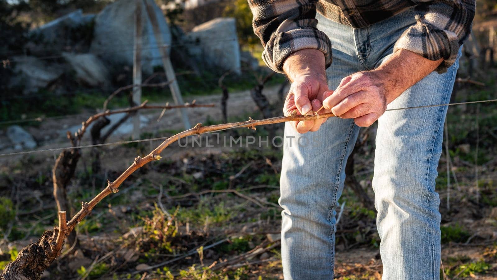 Close-up of a winegrower hand. Tying the new branch to the iron wire after pruning. Traditional agriculture. Winter pruning, Guyot method.