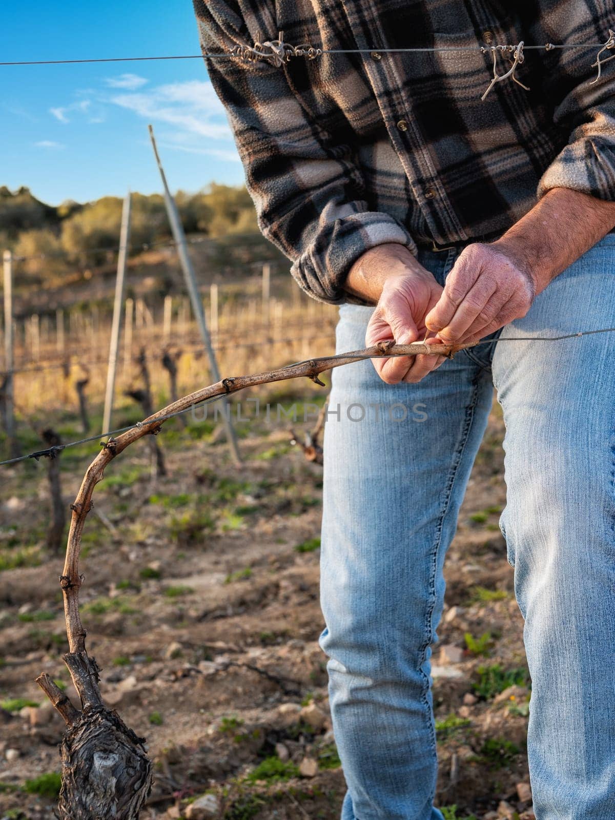 Close-up of a winegrower hand. Tying the new branch to the iron wire after pruning. Traditional agriculture. Winter pruning, Guyot method.