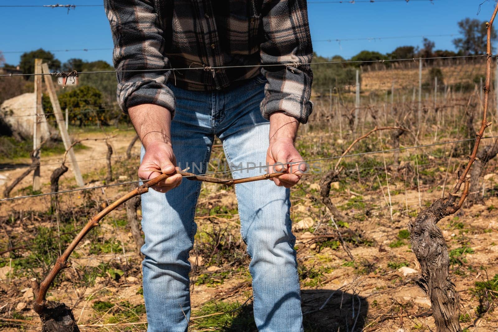 Close-up of a winegrower hand. Tying the new branch to the iron wire after pruning. Traditional agriculture. Winter pruning, Guyot method.