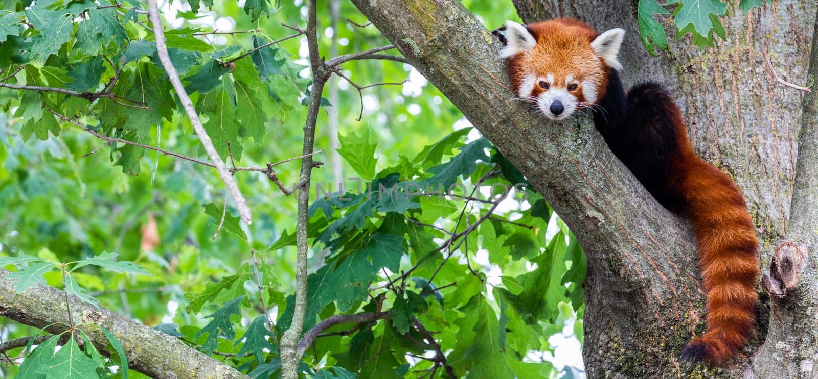 Red panda - Ailurus Fulgens - portrait. Cute animal resting lazy on a tree, useful for environment concepts.