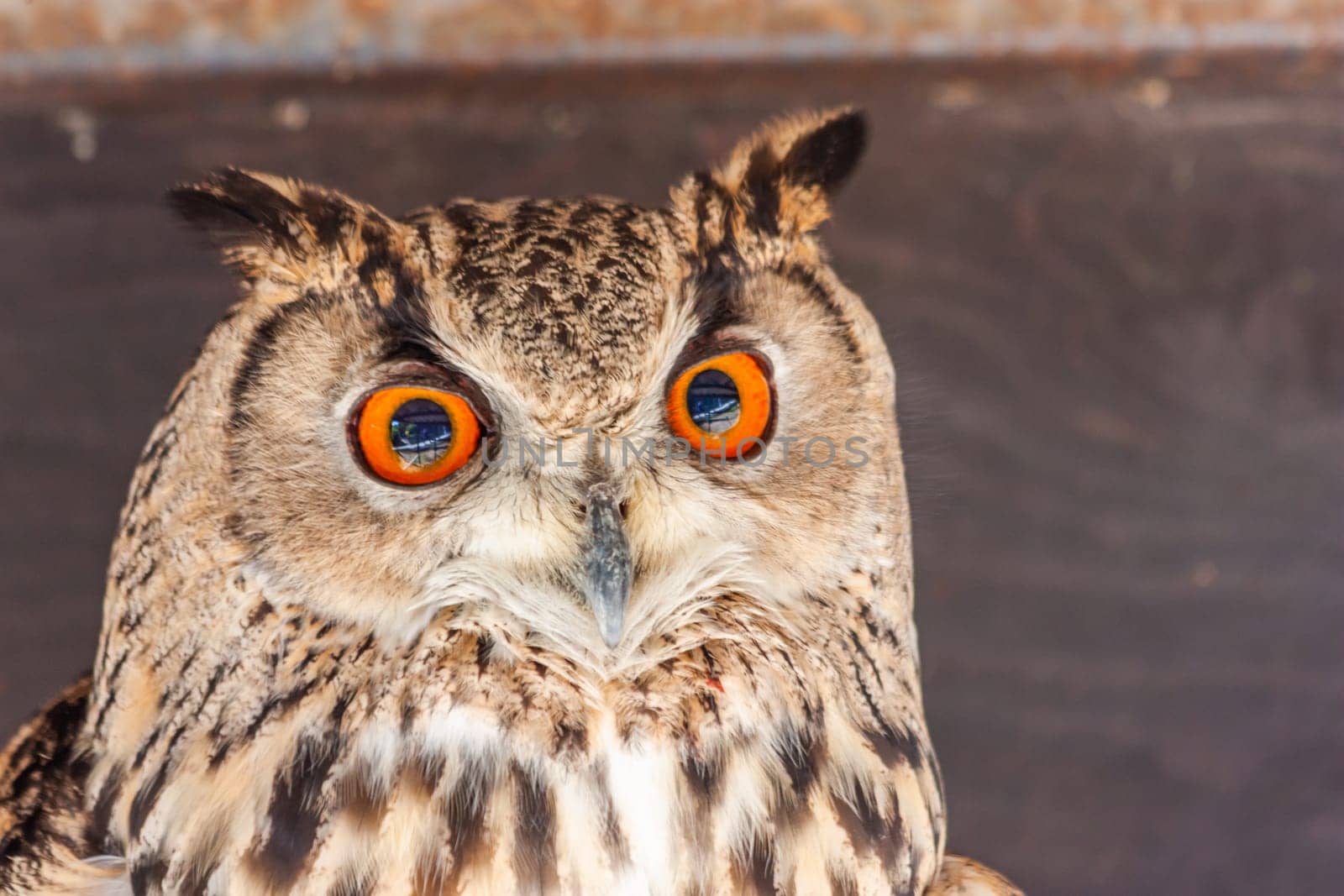 Funny owl portrait looking at camera. Wildlife bird outdoors.