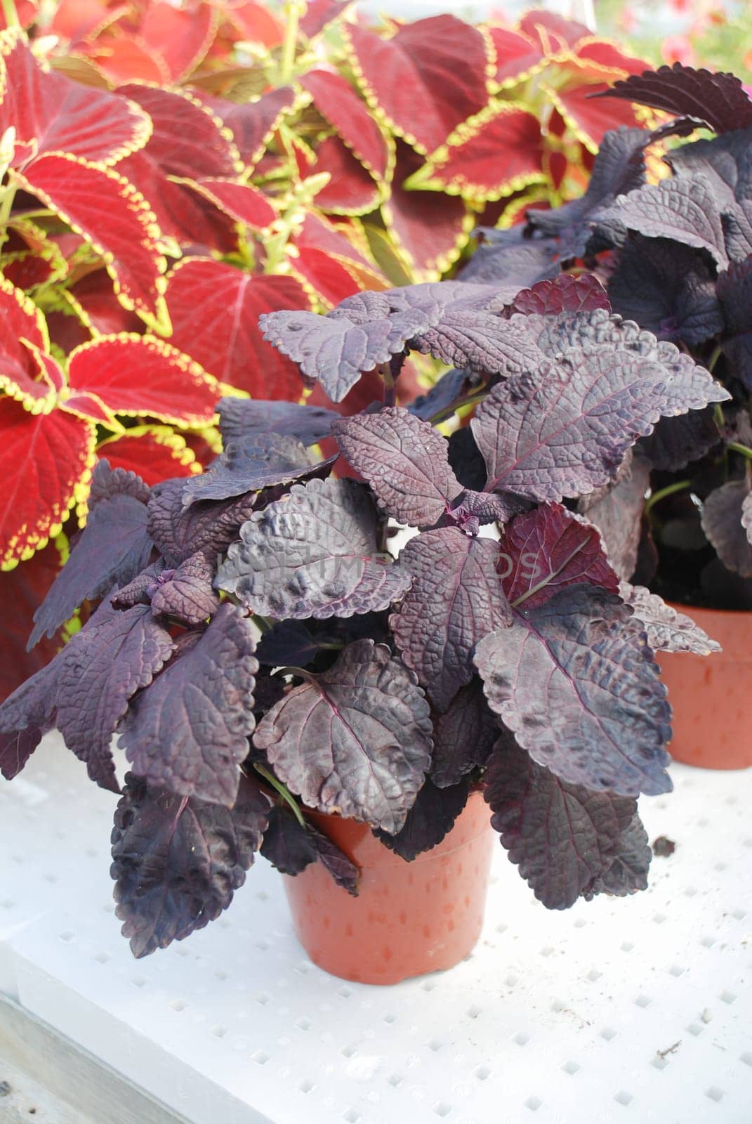 Red purple leaves of the coleus plant, Plectranthus scutellarioides