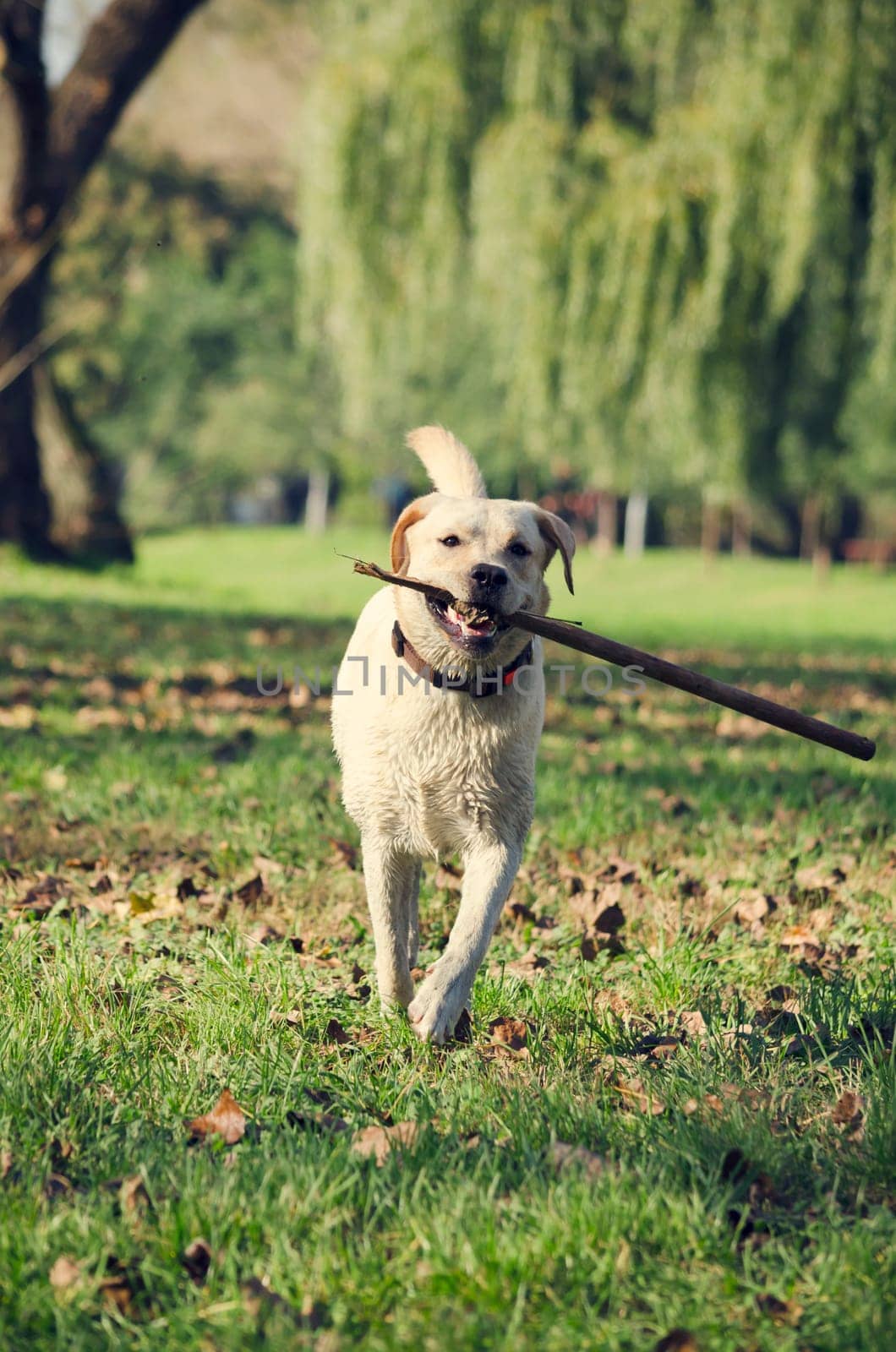 Dog running with stick in the park