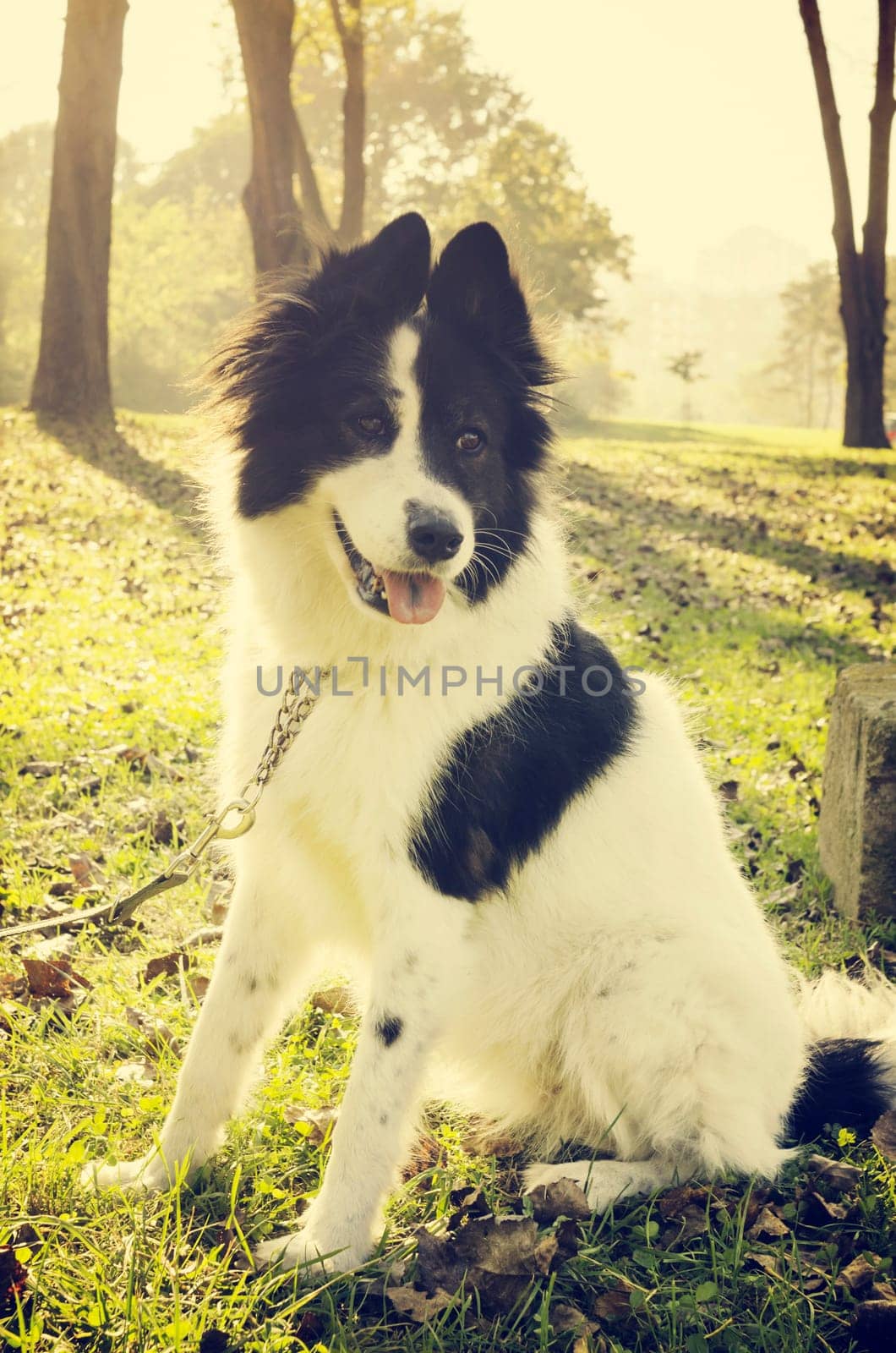 Dog playing in the park