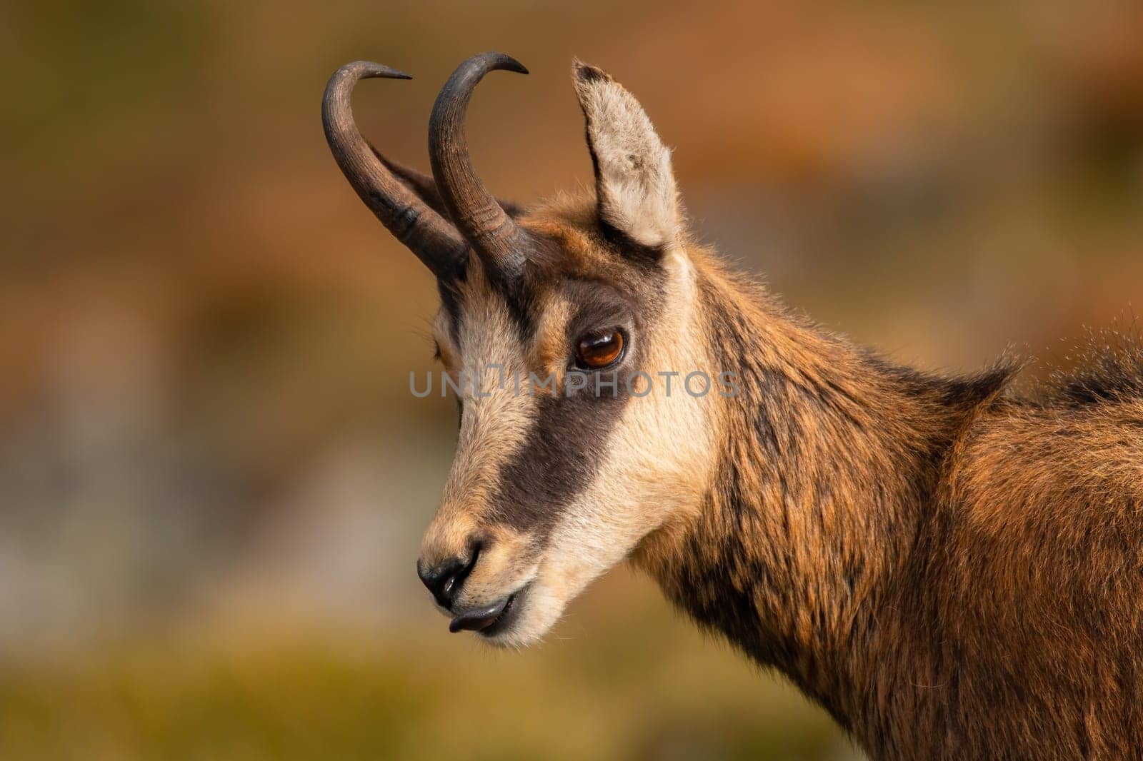 Detail of tatra chamois, rupicapra rupicapra tatrica, licking mouth in summertime. Wild goat looking on mountains in close up. Mammal with hornes and black tongue watching from side.