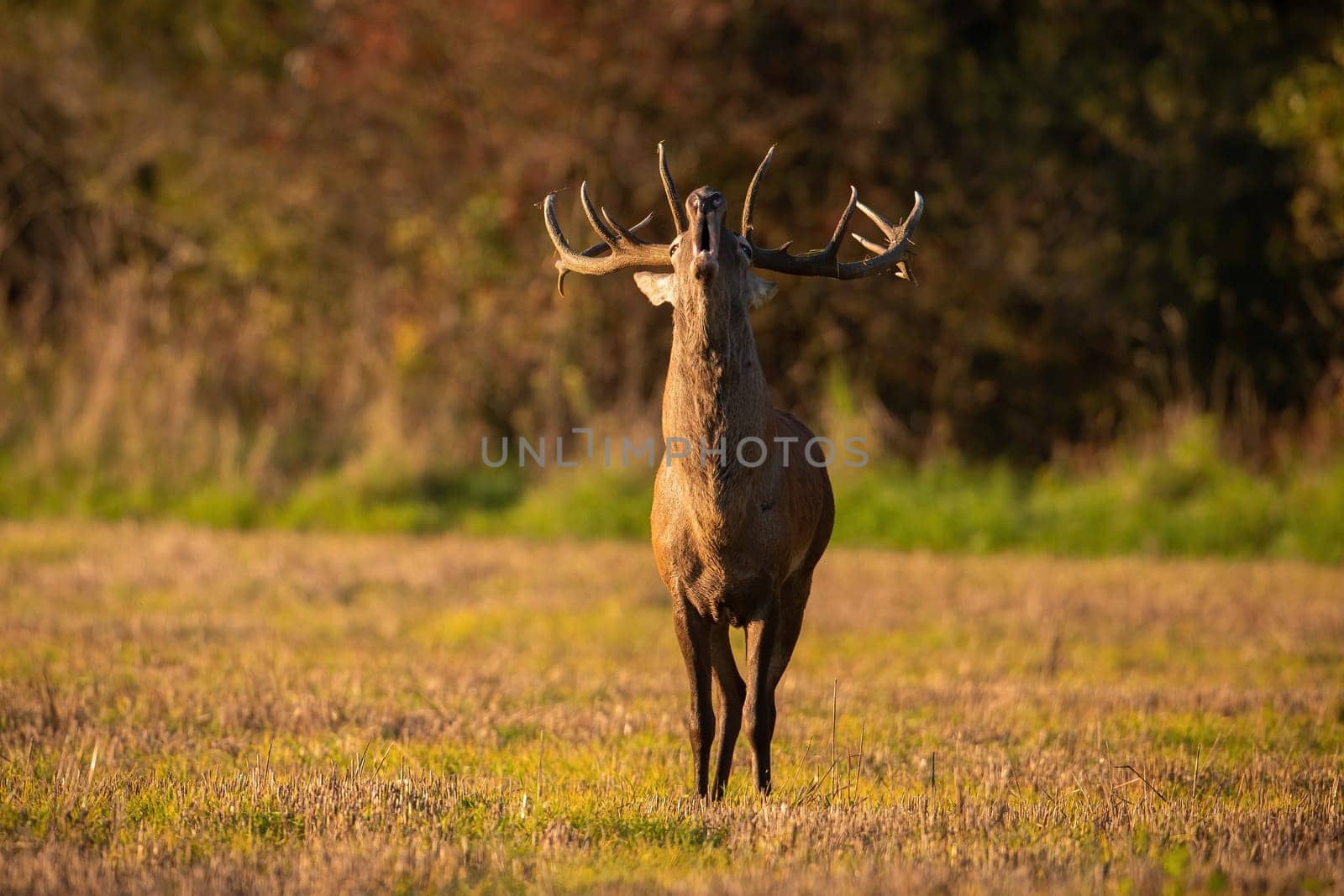 Red deer, cervus elaphus, roaring on field in summertime golden hour. Stag bellowing on meadow in summer sunlight. Wild mammal calling on glade form front.