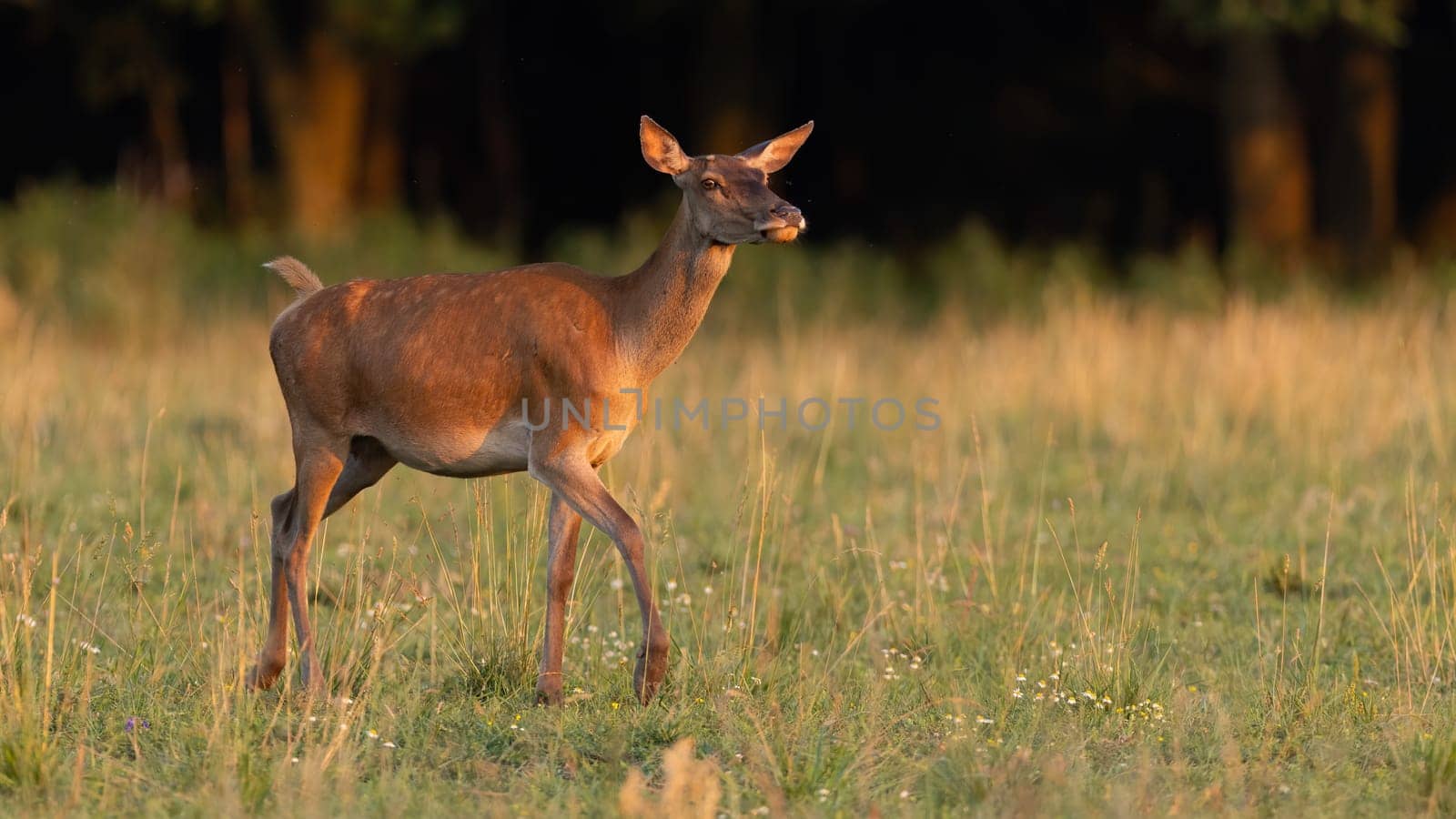 Red deer, cervus elaphus, female walking on field in summer evening sun. Wild hind approaching on grass in sunset. Brown mammal moving on green glade in sunlight.