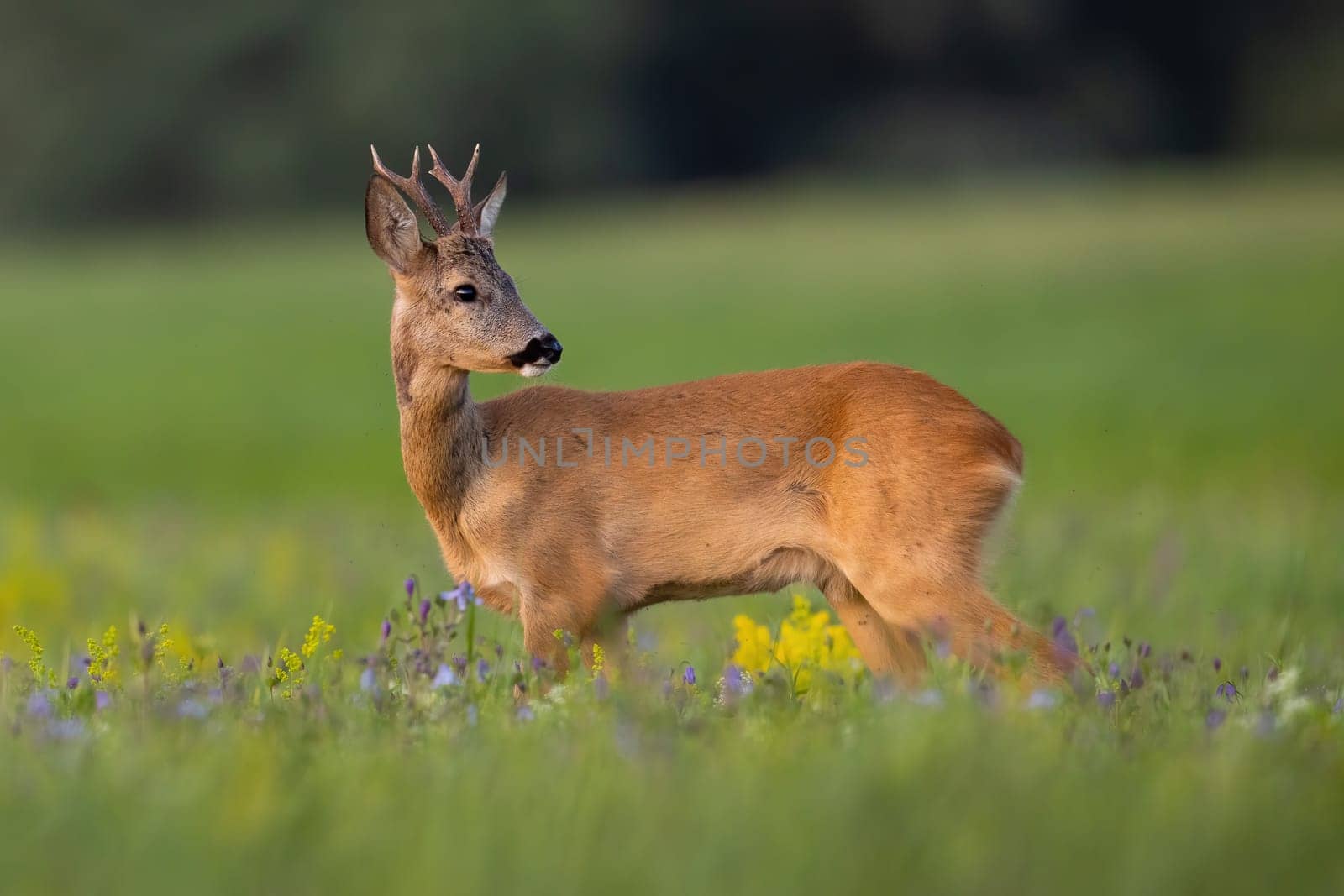 Young roe deer, capreolus capreolus, looking on wildflowers in summer nature. Immature buck observing on blossom meadow from side. Juvenile antlered mammal standing on grass.