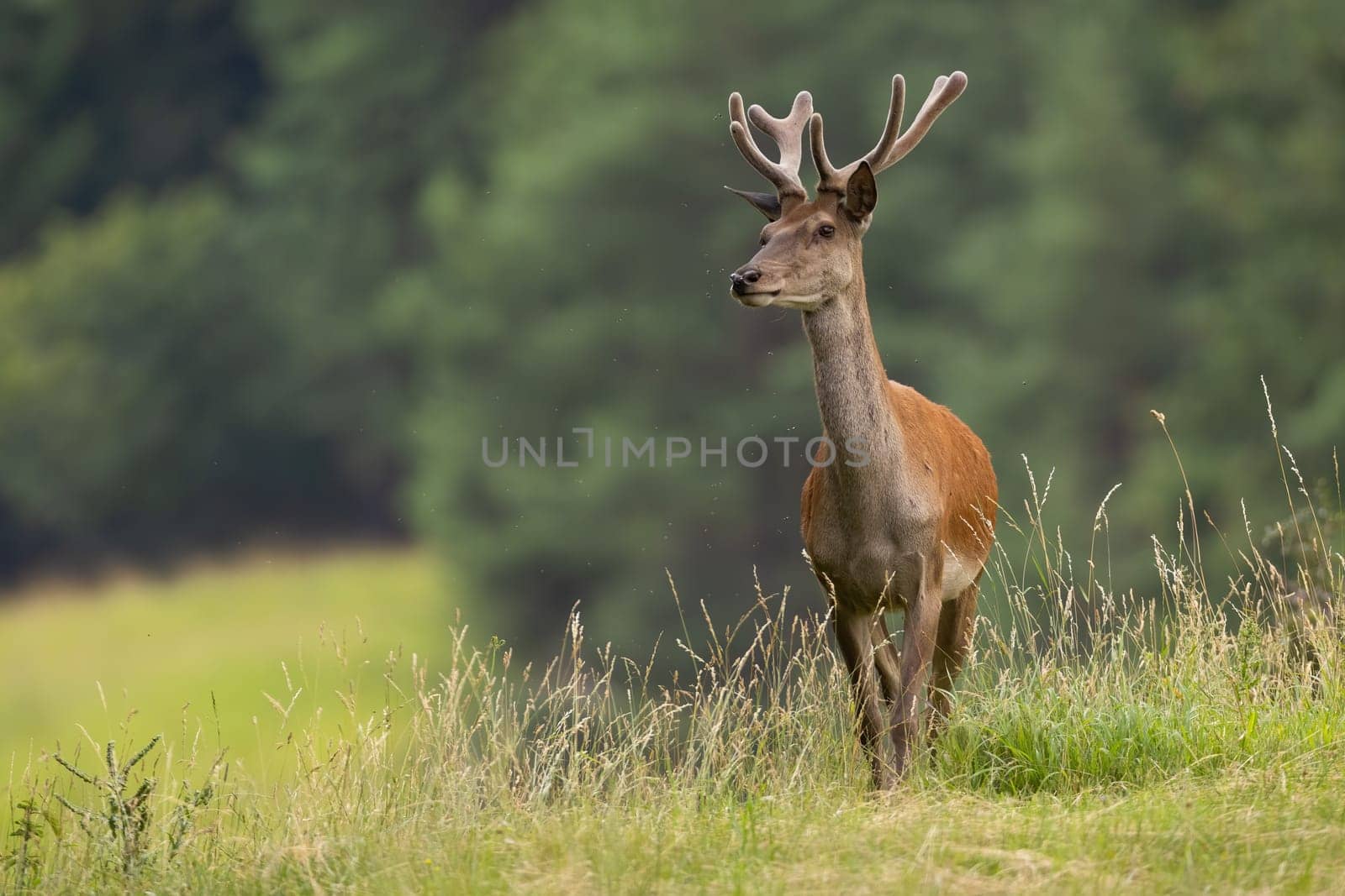 Red deer, cervus elaphus, with velvet antlers walking on field in summer. Brown stag approaching on meadow in summertime. Wild male mammal looking on glade with copy space.
