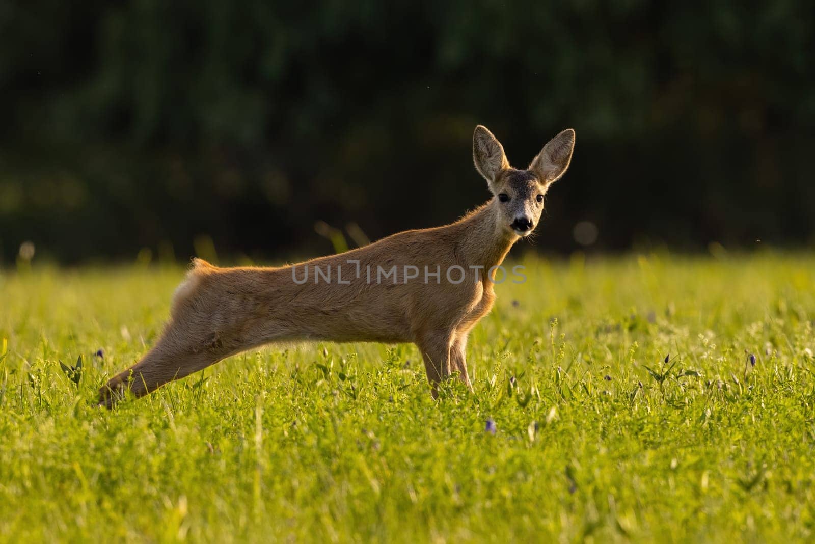 Young roe deer, capreolus capreolus, stretching on grassland in summer sun. Female mammal looking to the camera on field in sunlight. Juvenile doe looking on glade.
