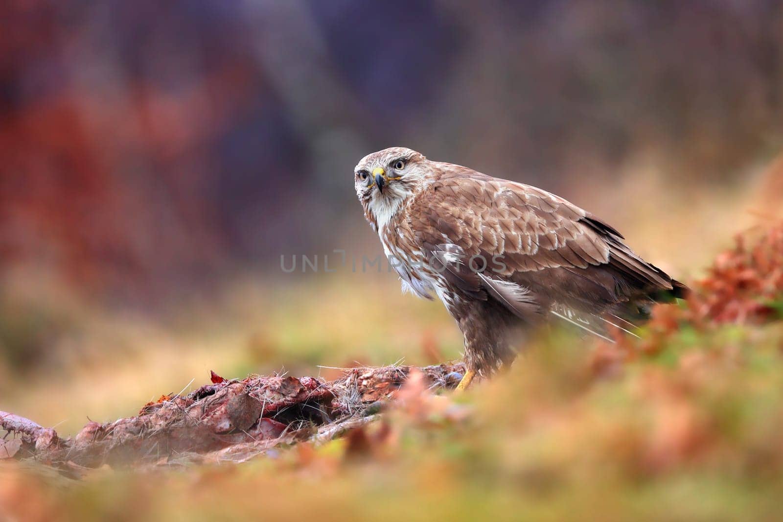 Common buzzard, buteo buteo, sitting next to dead animal in autumn. feathered predator eating prey on grass in fall. Wild bird observing in forest.