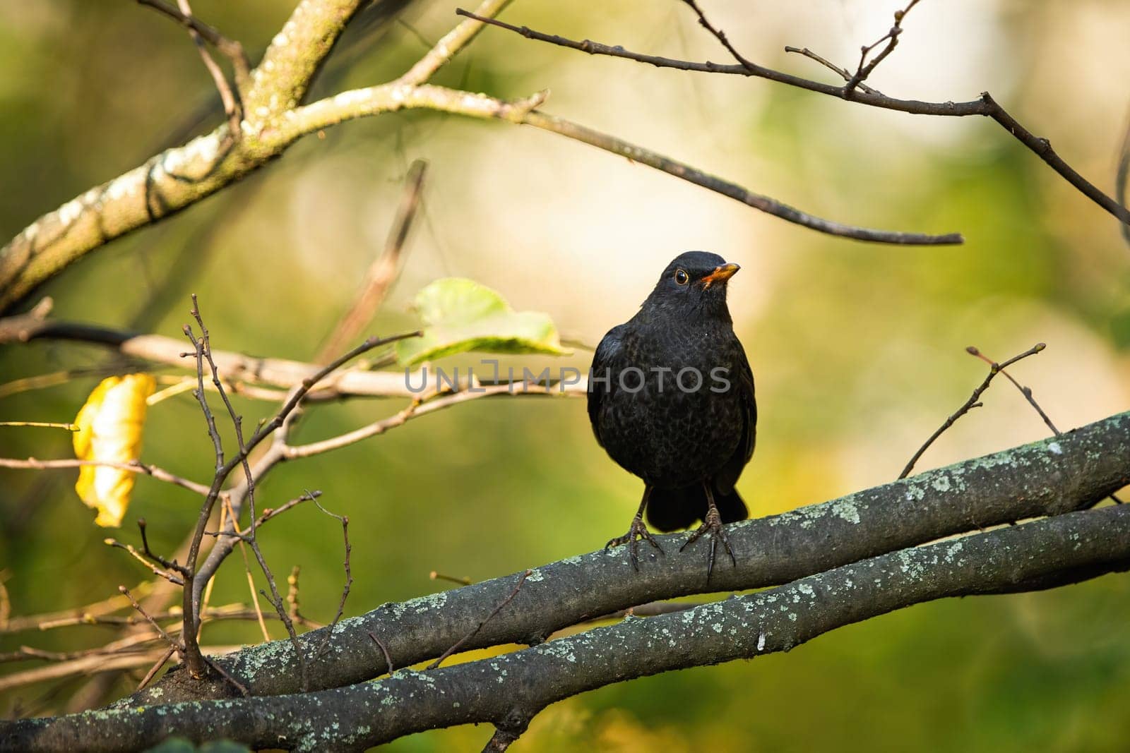 Common blackbird, turdus merula, sitting on branch in autumn forest. Dark female feathered animal resting on tree in fall sun. Little songbird looking on bough in woodland.
