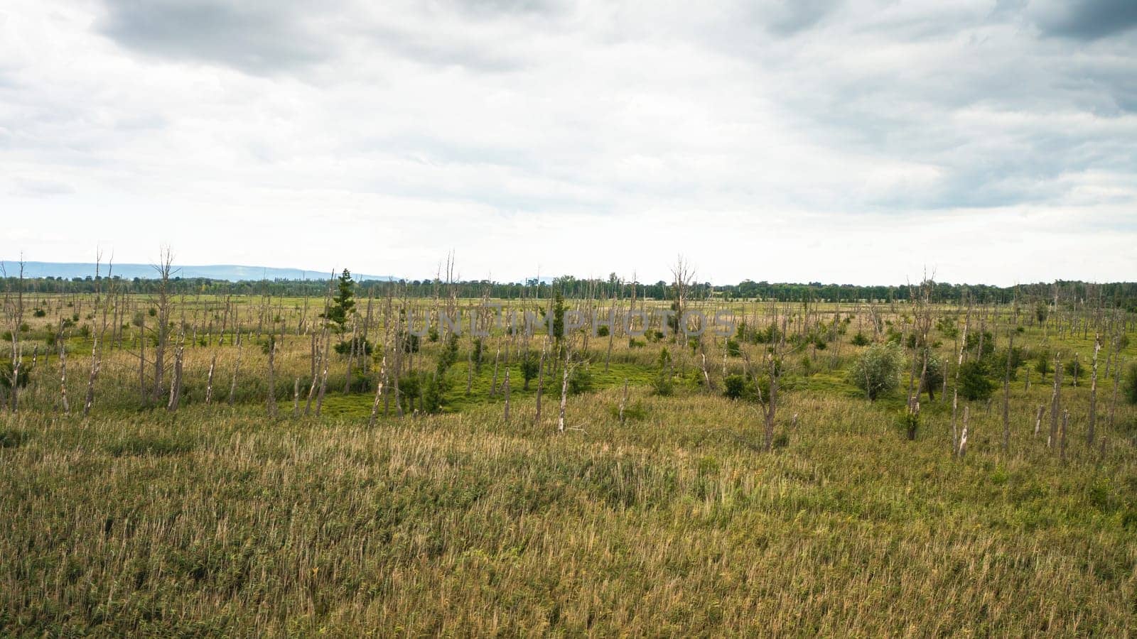 Drone view of a marsh with growing reed grasses and dead old trees. Unspoiled remote water ecosystem in wetland near a river. Aerial perspective of wilderness.