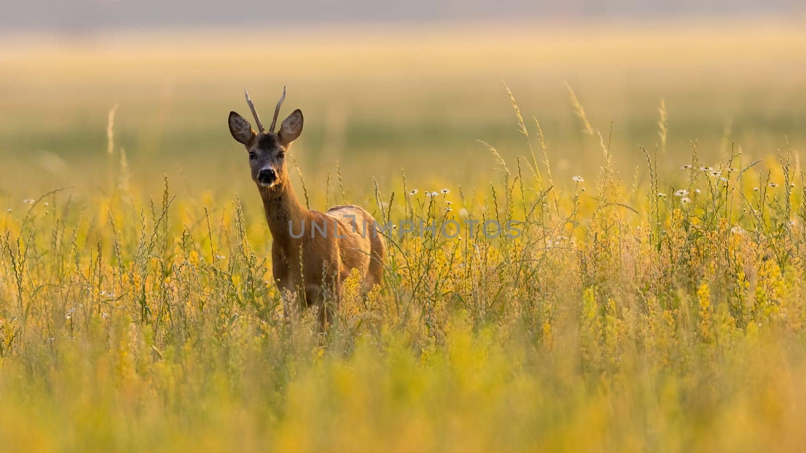 Roe deer, capreolus capreolus, looking to the camera on meadow with copy space. Roebuck standing on growing field with space for text. Antlered mammal watching in yellow environment.