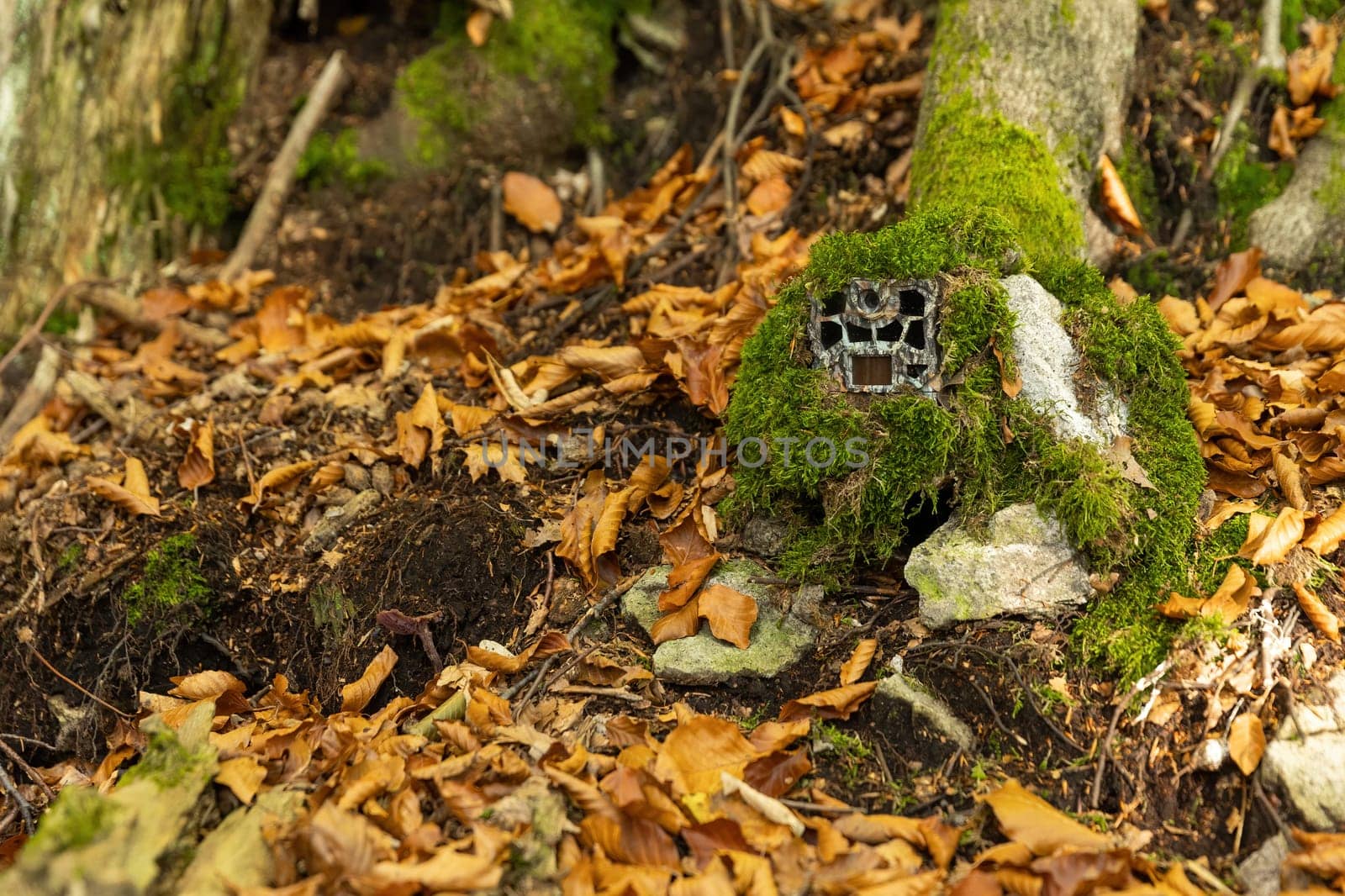 Camouflaged trailcam hidden on a tree under green moss in autumn nature. Game camera with infrared illumination disguised outdoors. Automatic device with PIR detector for hunting.