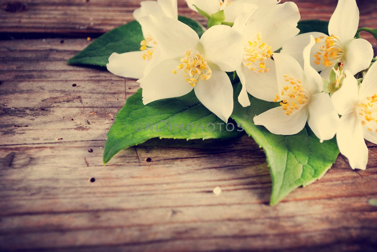 Jasmine flower on rustic wooden table. retro filter.
