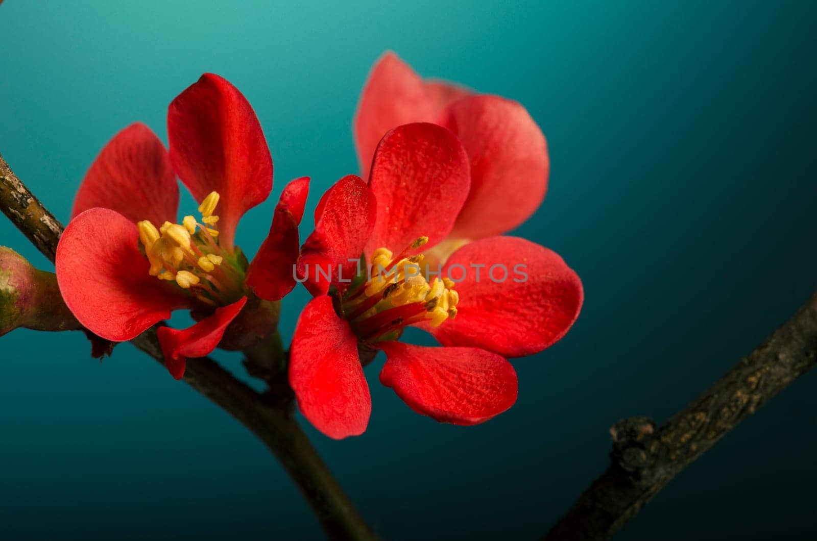 Beautiful spring blossom in front of blue background