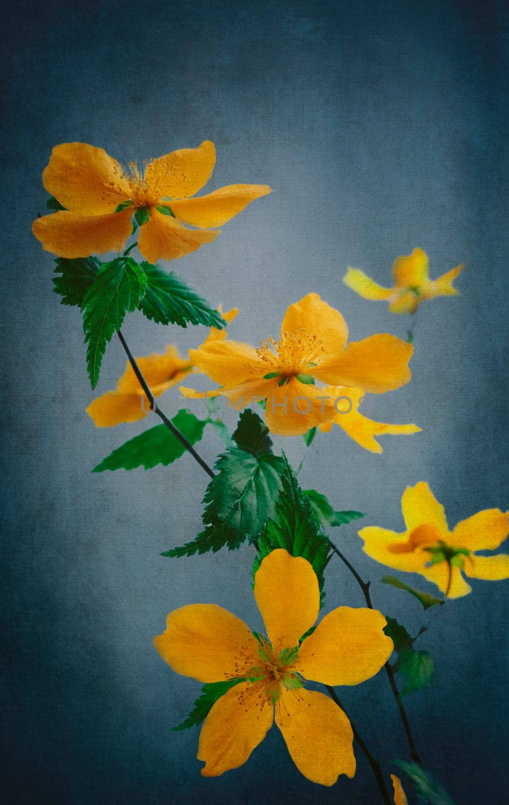 Beautiful yellow flowers over blue textured canvas