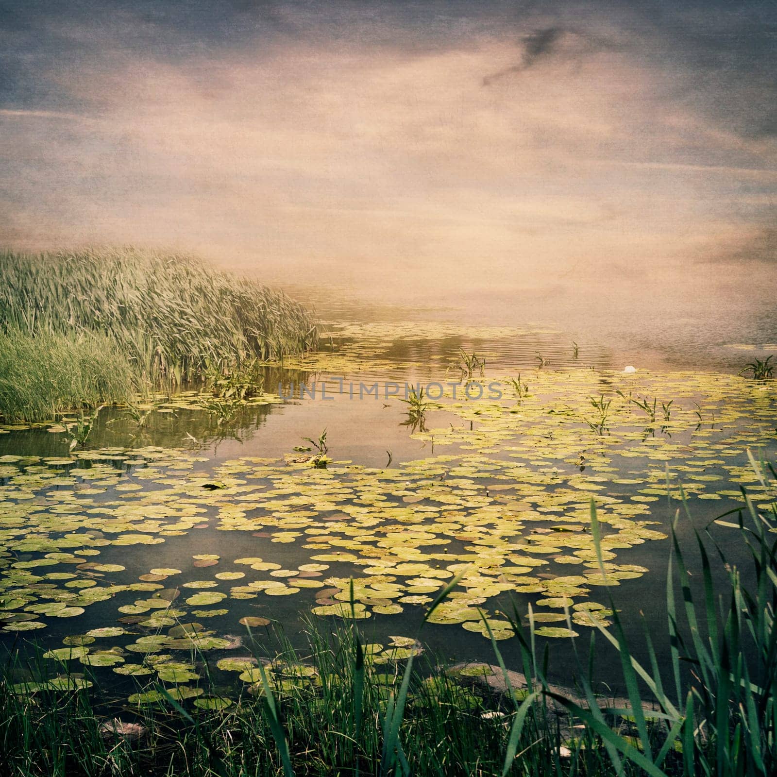Pond full of waterlilies at sunset