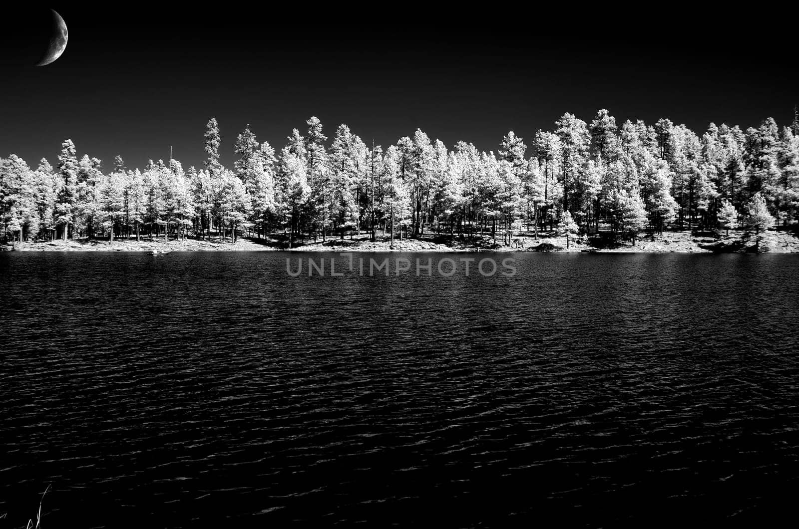 Quarter moon and pine forest along a mountain lake