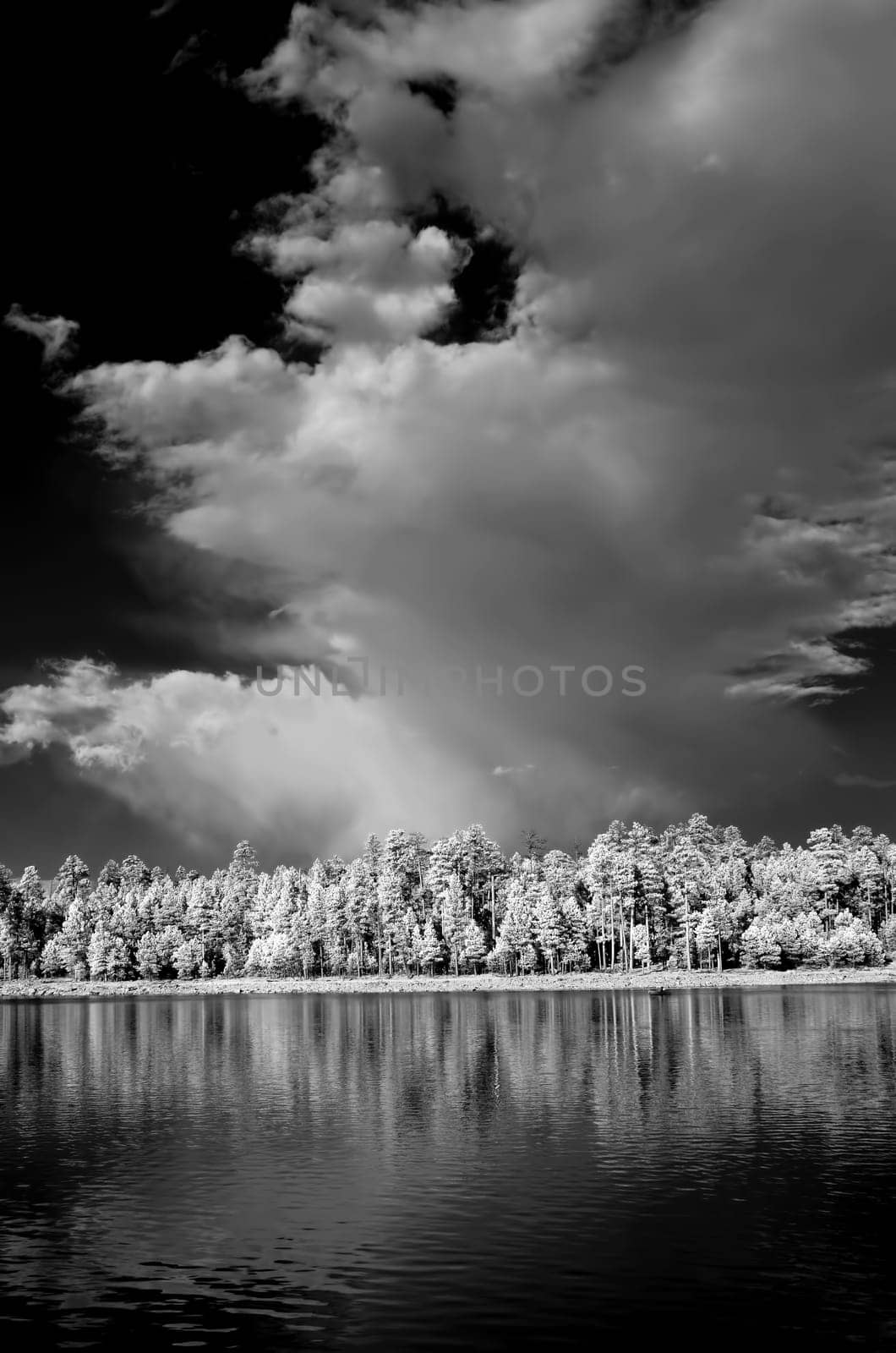 Forest lake in monochrome infrared with pine trees