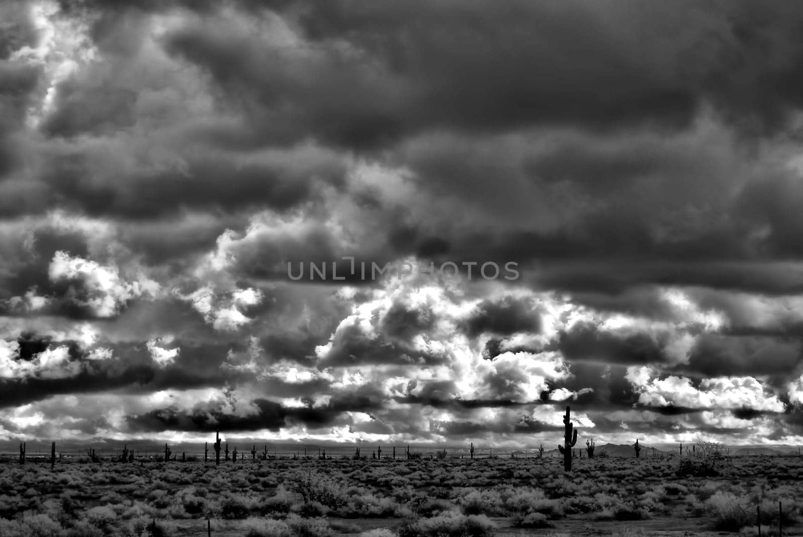 Sonora desert in Infrared central Arizona USA