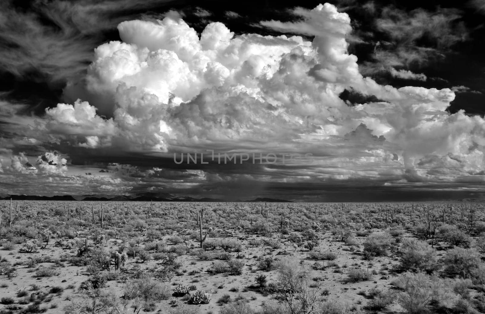 Sonora desert in Infrared central Arizona USA