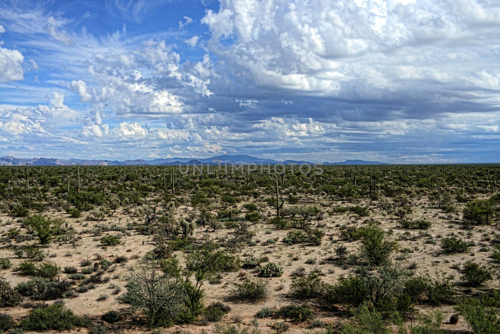 The Sonora desert in central Arizona USA