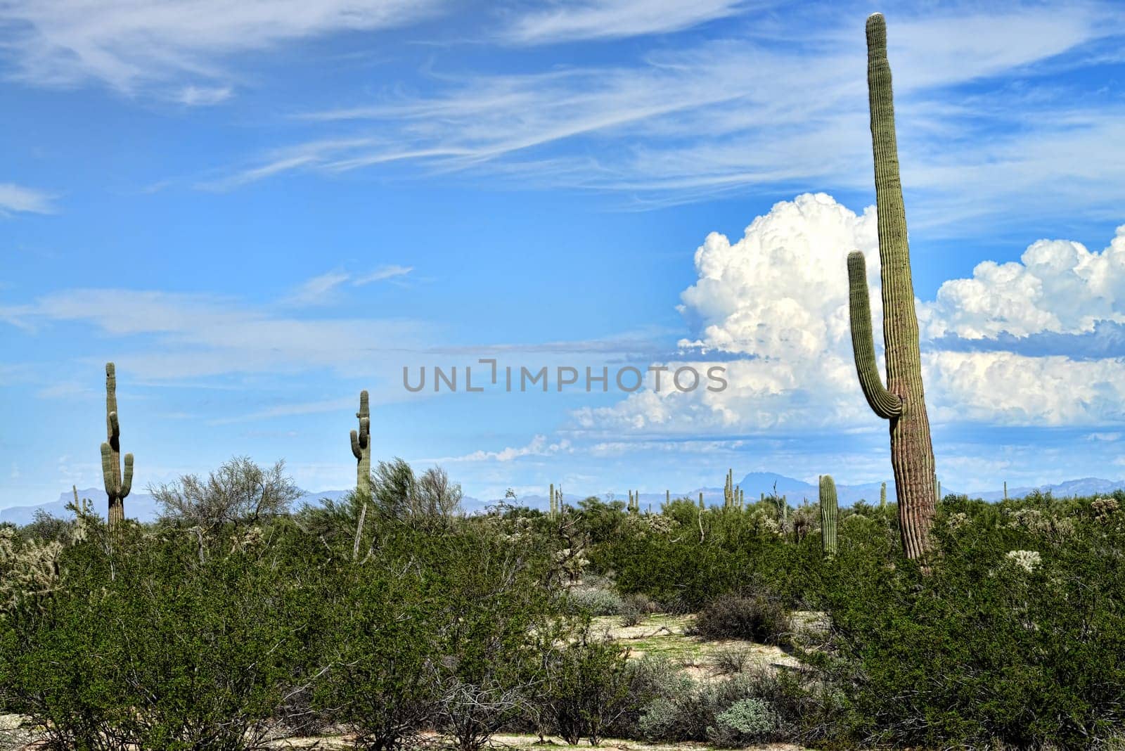 Saguaro Cactus cereus giganteus in Arizona Sonora desert