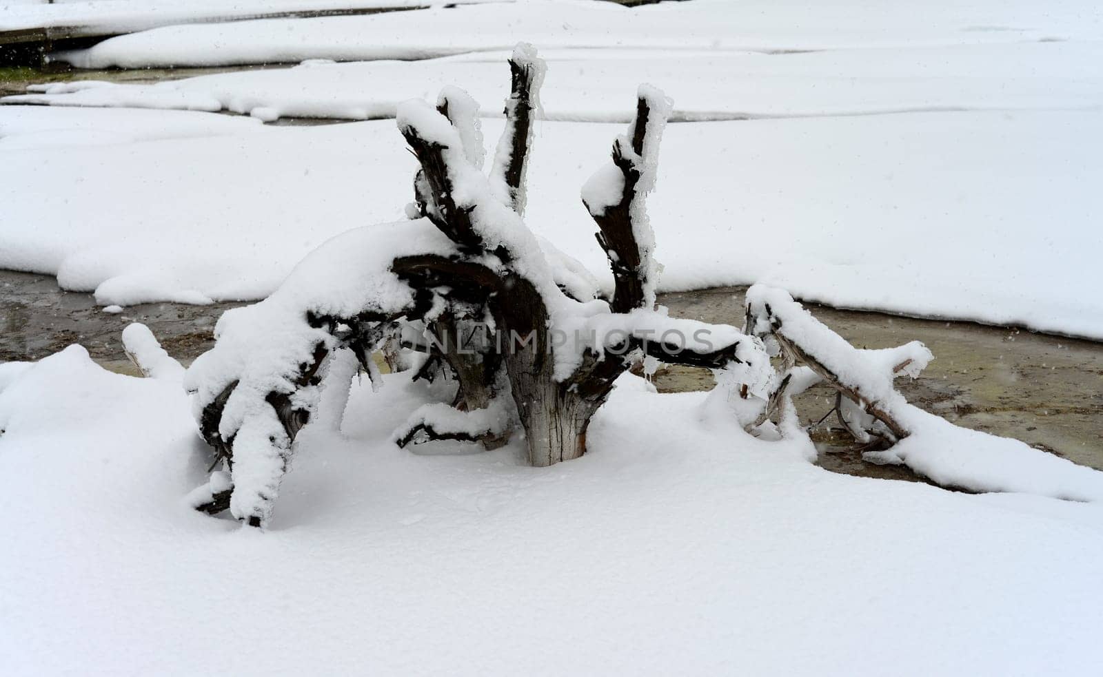 Snow covered Dead tree Yellowstone National Park