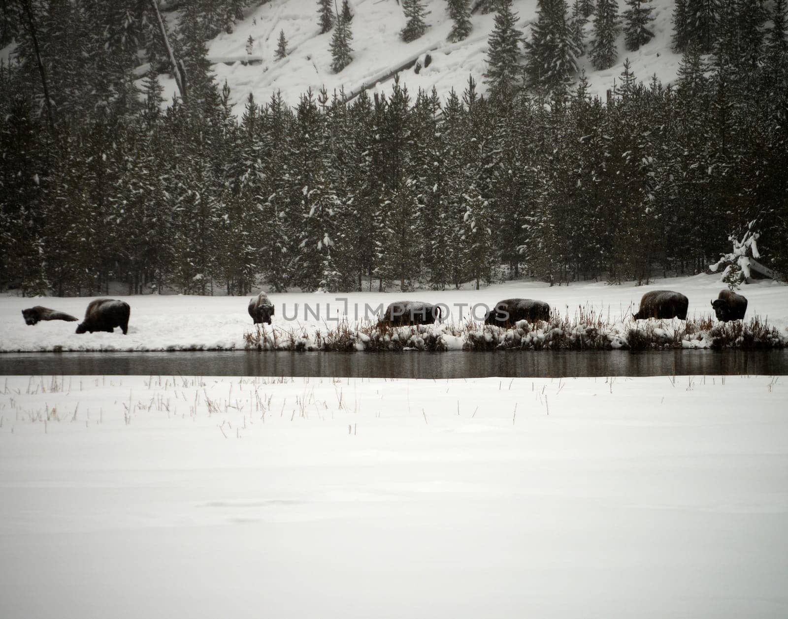 American Bison Yellowstone in National Park snowing in winter