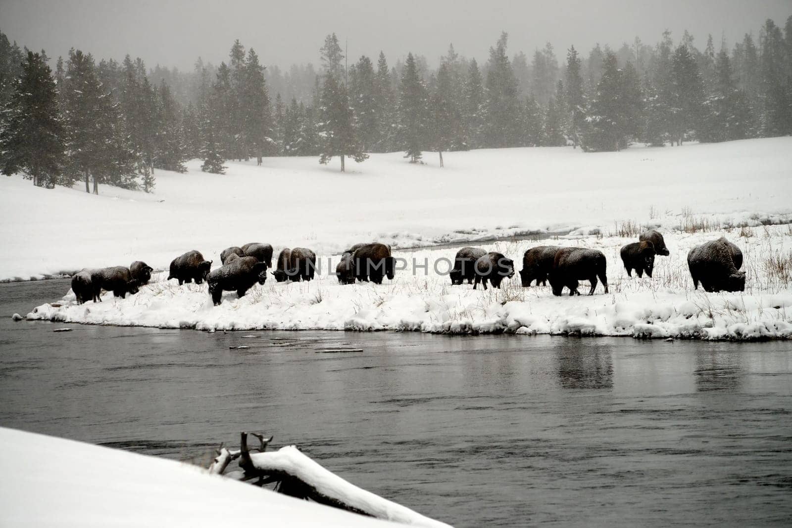 American Bison Yellowstone in National Park snowing in winter