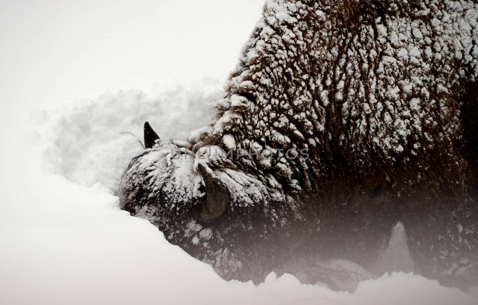 American Bison plowing through snow Yellowstone in National Park snowing in winter