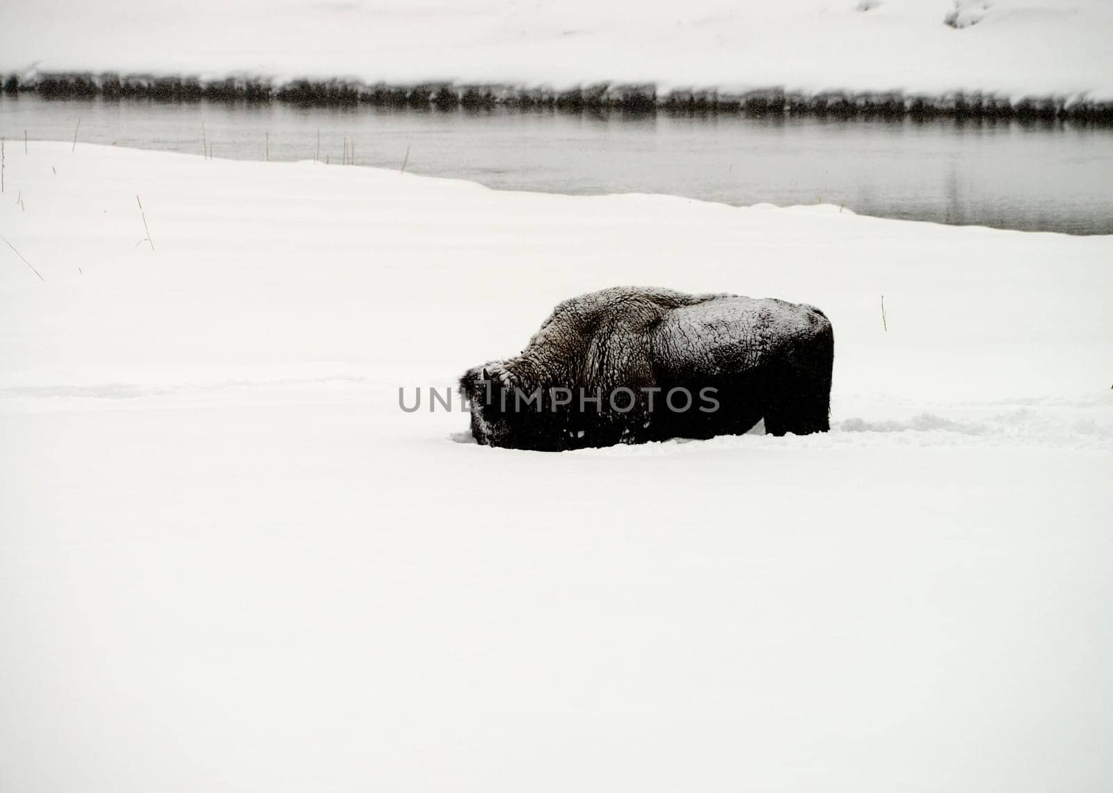 American Bison plowing through snow Yellowstone in National Park snowing in winter