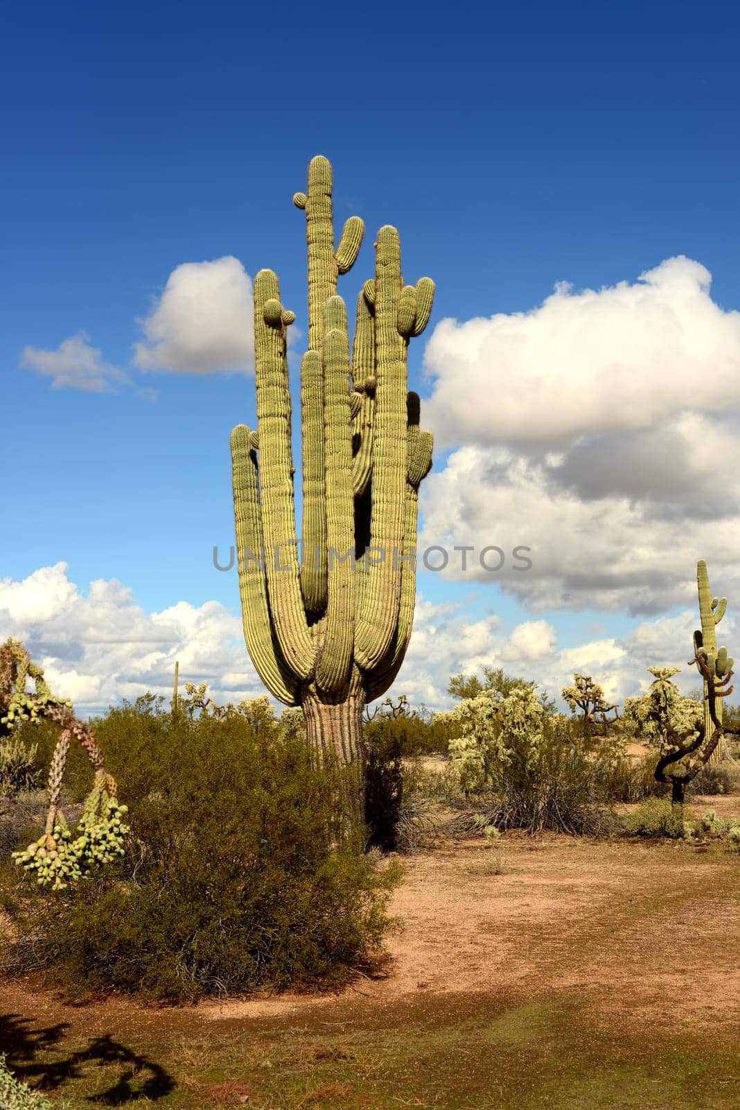 Saguaro Cactus cereus giganteus in Arizona Sonora desert