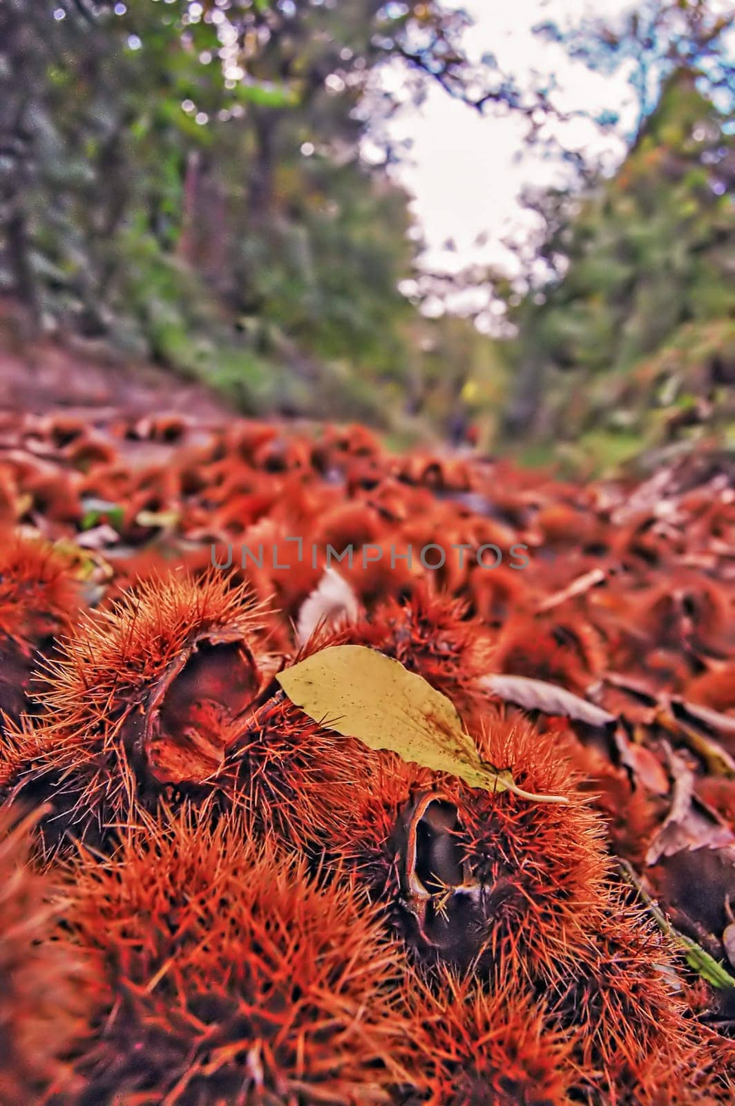 Chestnuts on the forest road