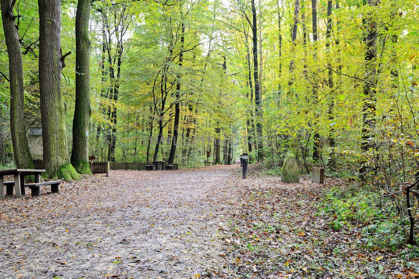Forest path in autumn with people
