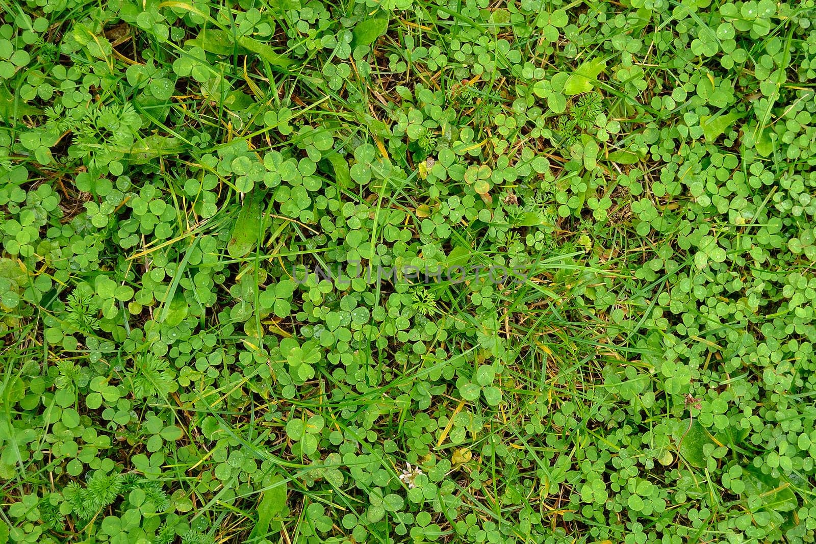 Field of shamrock  in garden