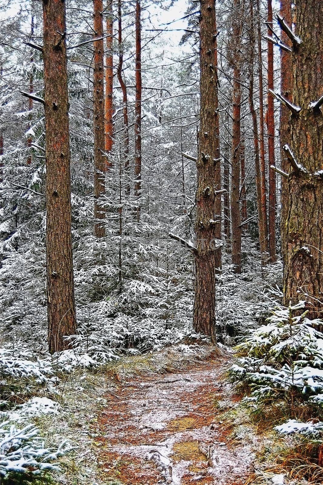 Winter forest with path