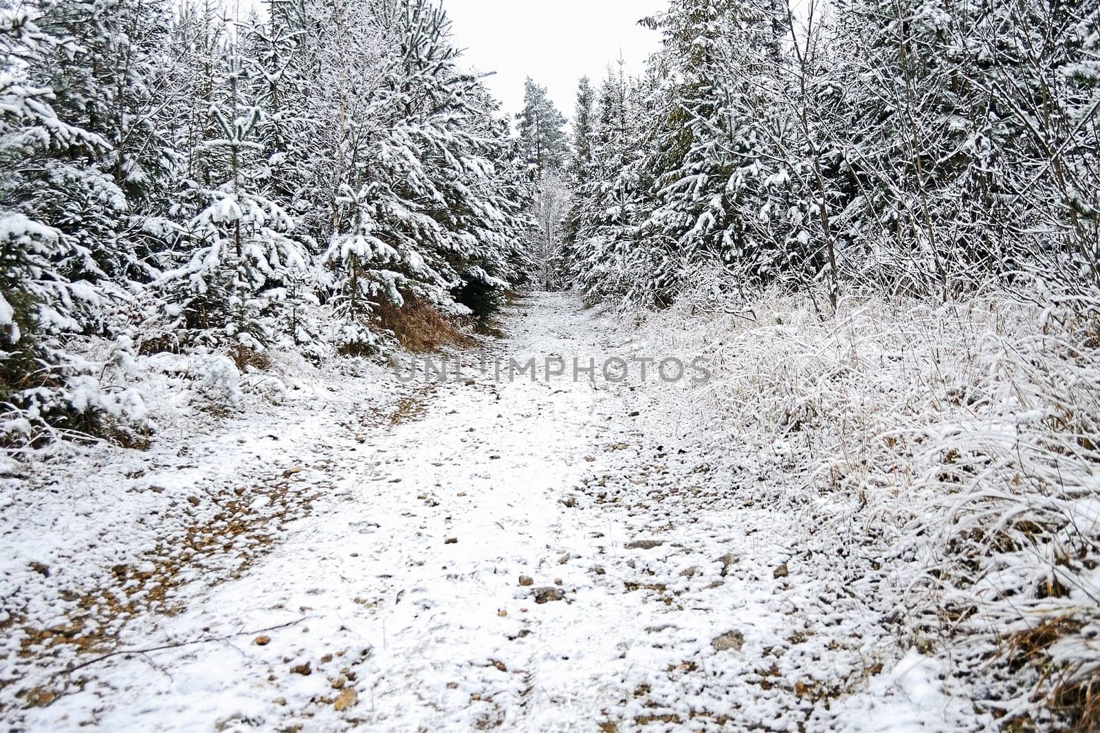 Forest road in winter with snow