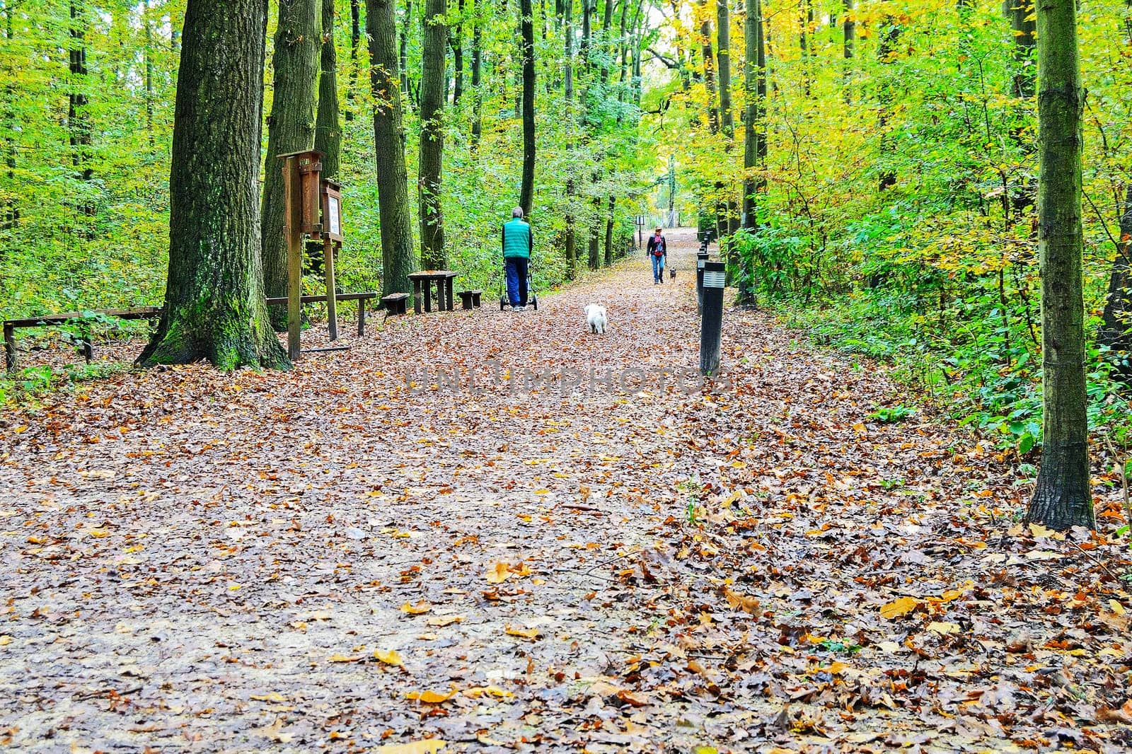 Forest path in autumn with people