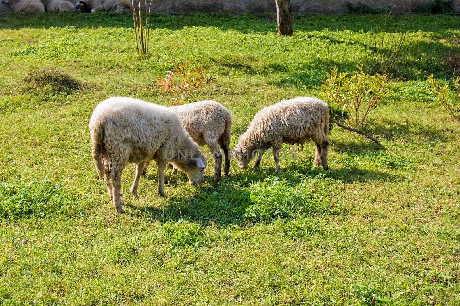 Sheep grazing in the garden