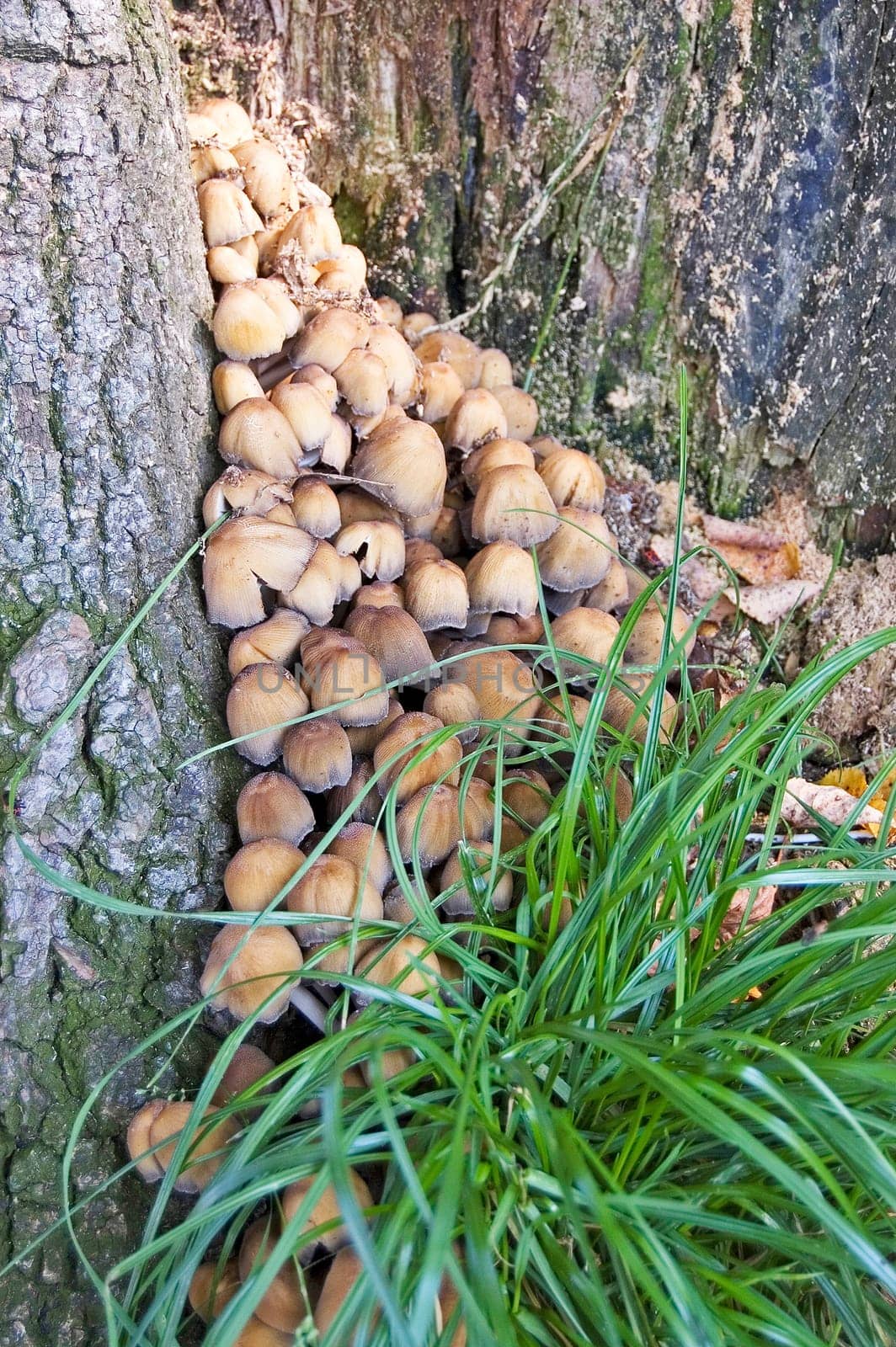Mushrooms
