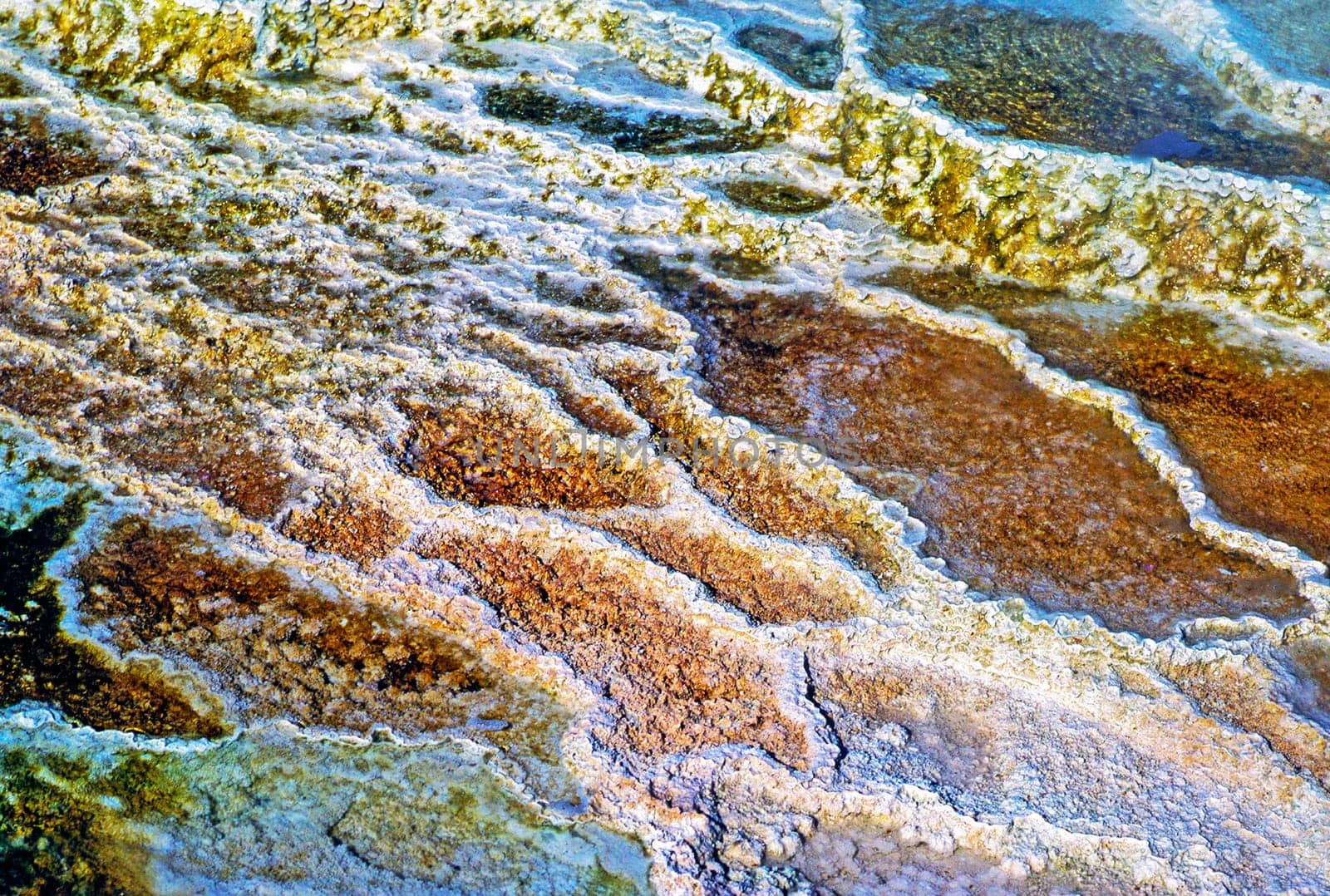 Minerva Terrace in Yellowstone National Park