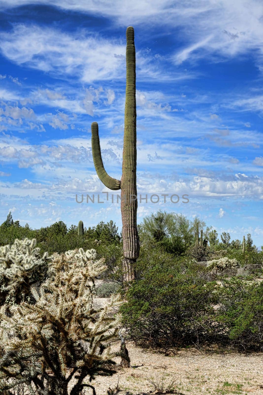 The Sonora desert in central Arizona USA